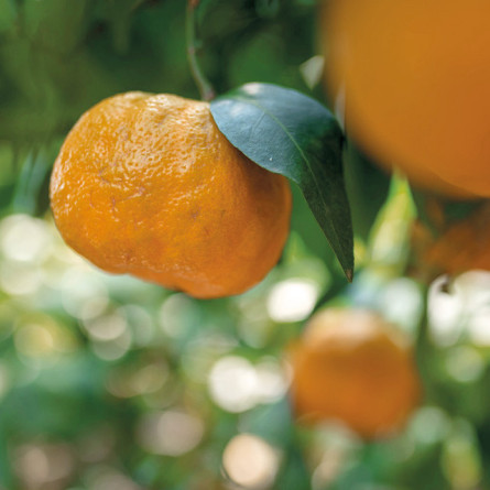 Weseta Bademantel Dreamflor Sky Blue (26) XL